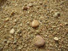 P. del Arenal, L´Ampoll